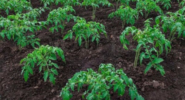 Zemědělská pravidla pro pěstování rajčat na otevřeném poli a skleníku
