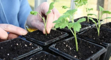 Pravidla pro řezání chryzantém doma, způsoby množení