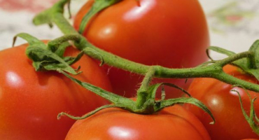 Pravidla skladování rajčat