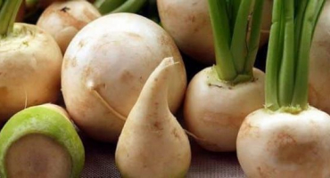 Pravidla pro skladování tuřínu na zimu v bytě nebo sklepě, jak zmrazit zeleninu