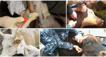 Pravidla a 3 techniky odběru krve dobytku, příprava a možné chyby