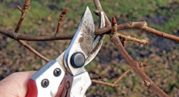 Pravidla a vlastnosti prořezávání hrušek