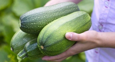 Pravidla a období pro sklizeň cuket různého stupně zralosti