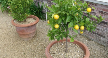 Pravidla a schéma pro prořezávání a formování citronové koruny doma pro plodování v květináči pro začátečníky