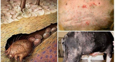 Pravidla a prostředky pro léčbu koz od klíšťat a co dělat, když kousne parazit