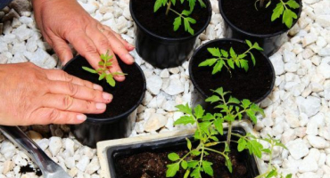 Pravidla a data pro výsadbu rajčat na sibiři