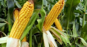 Pravidla a podmínky pro sklizeň kukuřice z polí