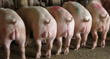 Pravidla kastrace prasat