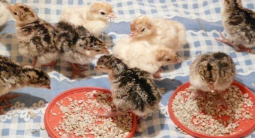 Pravidla pro krmení krůt: jídelníček, dávkování, povolené a zakázané potraviny