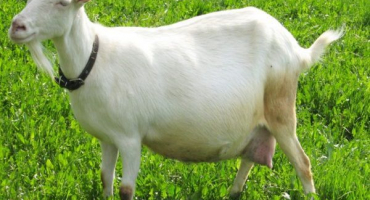 Pravidla pro krmení koz v březosti a po jehnici