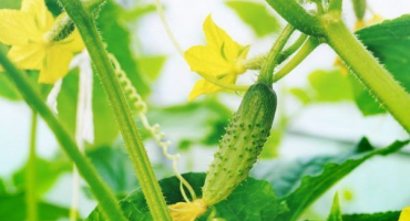 Pravidla pro zpracování okurek síranem měďnatým