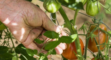 Pravidla pro prořezávání rajčat ve skleníku