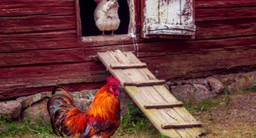 Pravidla pro uspořádání kurníku