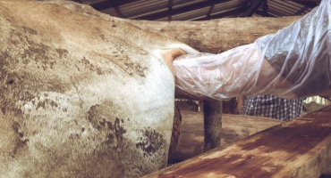 Pravidla inseminace pro krávy