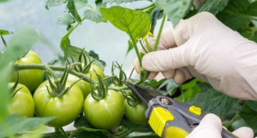 Pravidla pro štípání rajčat ve skleníku