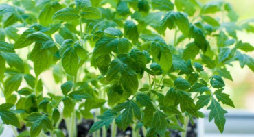 Pravidla sběru rajčat