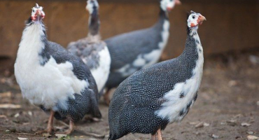 Pravidla pro péči a údržbu perliček