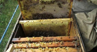 Pravidla pro přípravu včel na zimování v chladné místnosti, kdy čistit úly