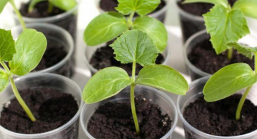 Pravidla pro přípravu semen okurek k setí