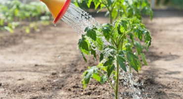 Pravidla pro krmení sazenic rajčat jódem