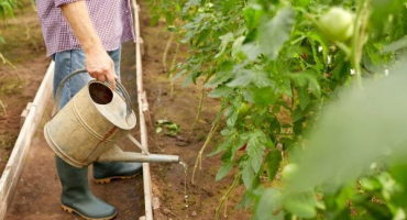 Pravidla pro krmení rajčat čpavkem