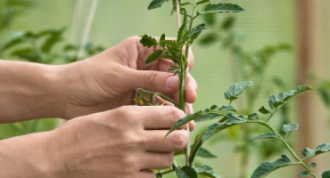 Pravidla pro vázání rajčat na otevřeném poli