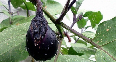 Pravidla pro zalévání lilku na otevřeném poli a skleníku