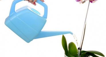 Závlahová pravidla pro orchideje – vše, co potřebujete pro jejich dlouhou životnost