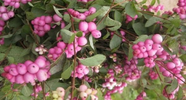 Pravidla pro výsadbu a chov růžového snowberry, tajemství péče