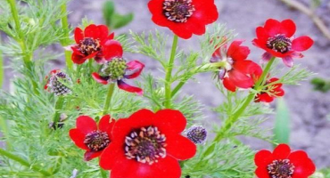 Pravidla pro výsadbu a péči o letní adonis, pěstování květin a odrůd
