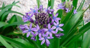 Pravidla pro výsadbu a péči o hyacintoidy na otevřeném poli