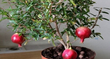 Pravidla pro výsadbu a péči o vnitřní granátová jablka a způsoby pěstování doma