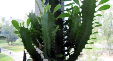 Pravidla pro výsadbu a péči o trojúhelníkový milkweed doma