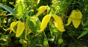 Pravidla pro výsadbu a pěstování tangut plamének, nuance péče