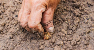 Pravidla sázení cibule v roce 2022