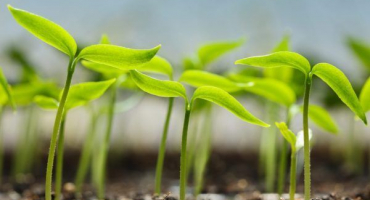 Pravidla výsadby paprik v roce 2022