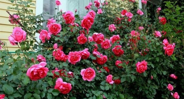 Pravidla pro výsadbu, pěstování a péči o pnoucí růže na volném poli