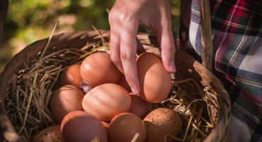 Pravidla pro příjem vitamínů pro kuřata