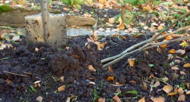 Pravidla pro kopání sazenic na zimu