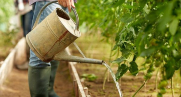Pravidla pro použití zálivky na rajčata