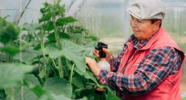 Pravidla pro použití homa pro okurky