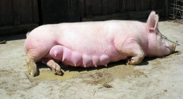 Jak moc březí prase chodí a na čem závisí načasování, jak určit