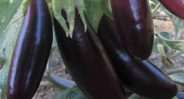 Pravidla pro sběr a skladování plodiny lilku