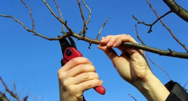 Pravidla, termíny a schémata pro prořezávání kalina pro začátečníky