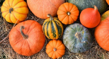 Pravidla sklizně dýní