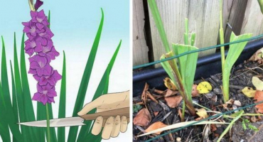 Pravidla pro péči o gladioly po odkvětu a načasování akcí, skladování žárovek