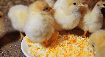 Pravidla pro péči o jednodenní kuřata a jejich údržbu od prvních dnů