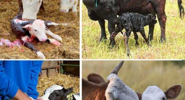 Pravidla pro domácí péči o telata a možná onemocnění mladých zvířat