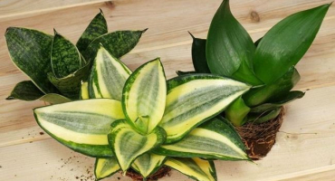 Pravidla pro výběr půdy pro přesazování sansevieria a jak zasadit rostlinu