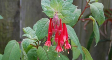 Pravidla pro pěstování a péči o fuchsie, zejména chov a zimování